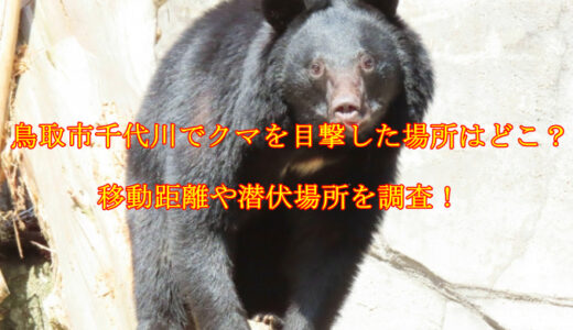 鳥取市千代川でクマが目撃された場所はどこ？移動距離や潜伏場所を調査！